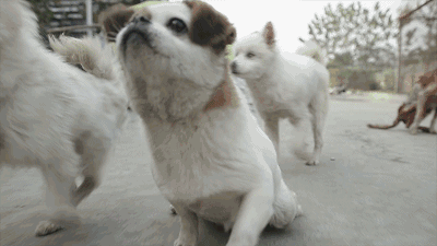 壁纸 动物 狗 狗狗 400_225 gif 动态图 动图