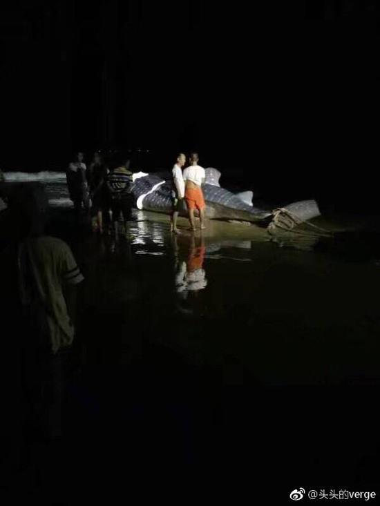 6月，一头鲸鲨在万宁市某海滩被切割。