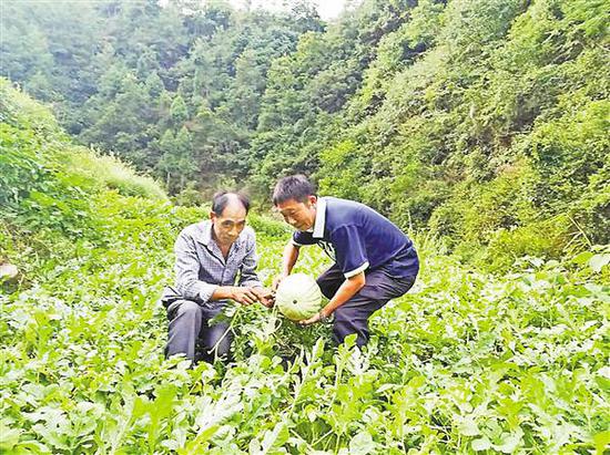 吴吉平（右）在帮助村民采收西瓜。（受访者供图）