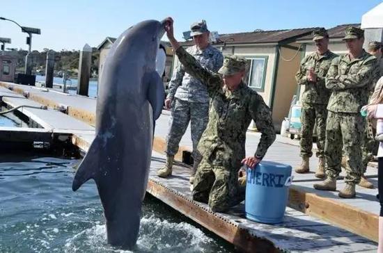 ▲美军训练海豚、海狮帮助排除水雷及反蛙人。