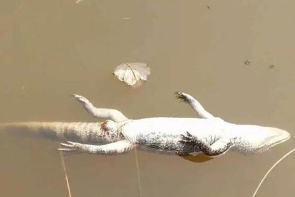 瓜迪奥拉和穆里尼奥