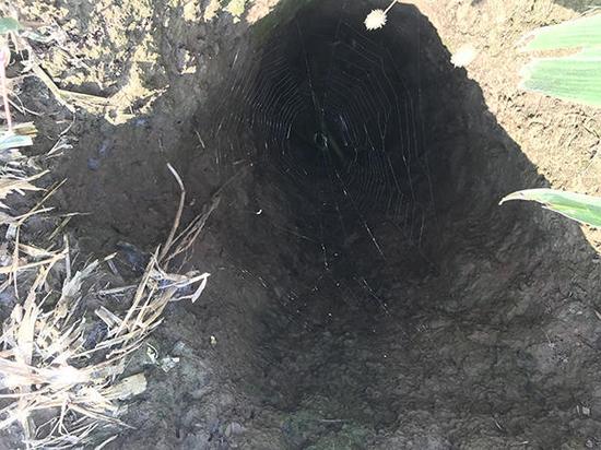 有的盗洞深达近7米，填埋后经雨水沉降，仍可见深约三米。