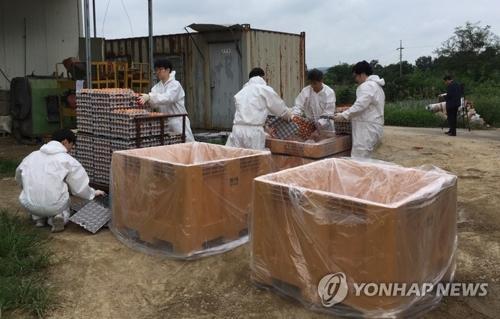 8月18日，在韩国庆州，庆州市政府公务员正在销毁当地的问题鸡蛋。图片来源：韩联社