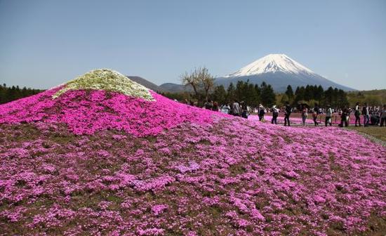 游客在日本富士山本栖湖附近的花海前流连忘返。新华社记者冯武勇摄