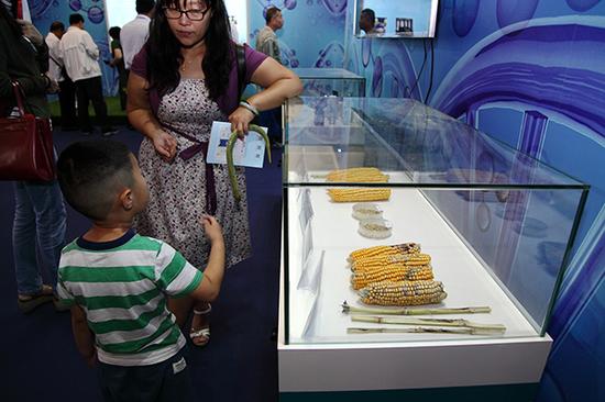 展览会上展出的转基因与非转基因玉米。视觉中国 资料