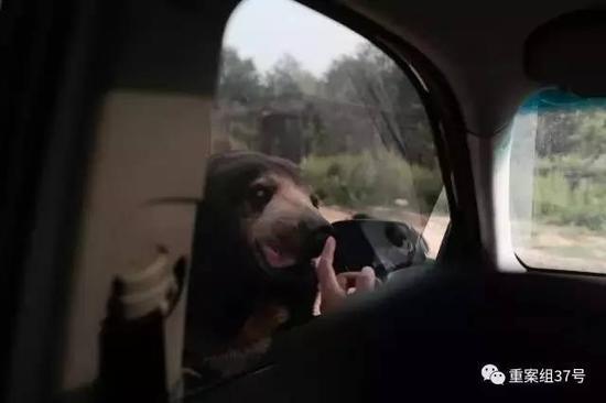 　　▲2017年8月21日下午，北京市八达岭野生动物世界马来熊园里，一只马来熊贴着车窗张望。新京报记者 朱骏 摄