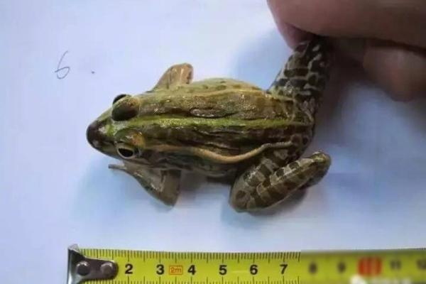 米兰德比历史战绩