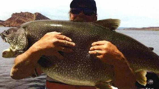 鱼多久可以长大 U-ID-fykpysa2729830.jpg