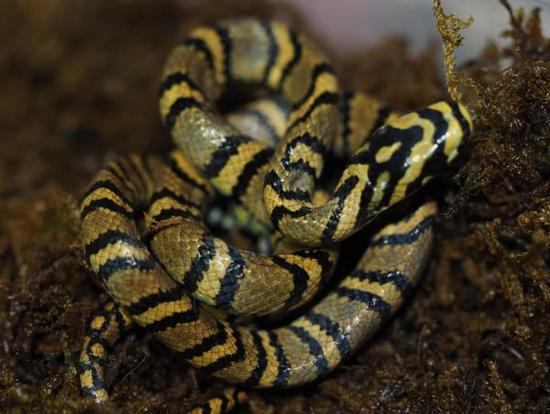 横斑锦蛇 本文图片和视频素材均由中科院成都生物研究所的研究员丁利课题组提供,并授权澎湃新闻使用。