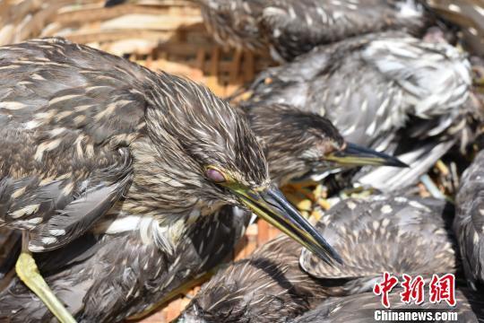夜鹭眼睛被戳瞎 边防查获大量濒危野生动物|濒
