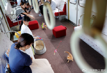 日本开通猫咪专列 为拯救流浪猫
