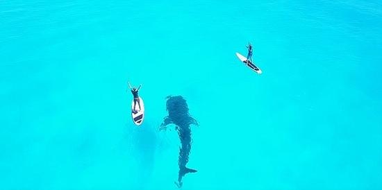 墨西哥冲浪者与鲸鲨同游 画面唯美