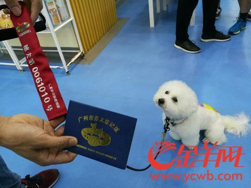 爱犬上牌后,拥有专属“身份证号”,可免费植入芯片,丢失后寻找更利便。