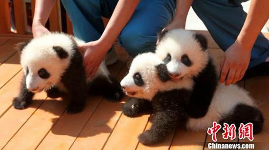 征名的三只熊猫。中新网 图