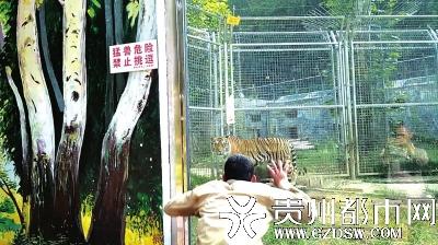 游客扮猴逗虎遭批 游客扮猴逗虎遭批