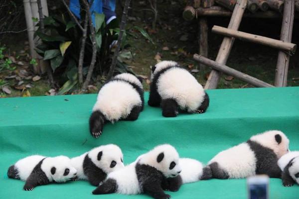 斯诺克印度公开赛-乐鱼app(leyu)官方网站-乐鱼官网