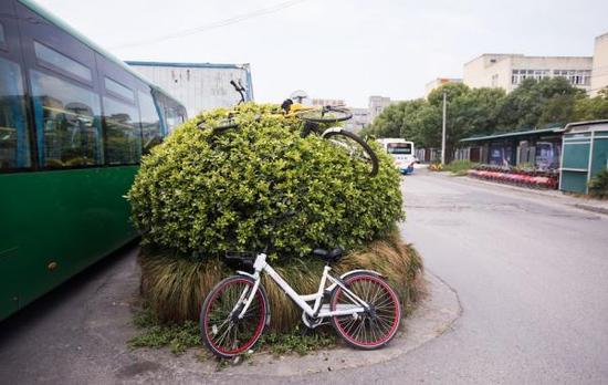8月10日，杭州某处的共享单车被随意停靠在路边，甚至有的被扔上了一米多高的灌木丛。视觉中国 资料图