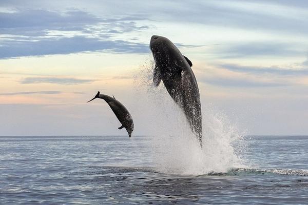 广州恒大vs墨尔本