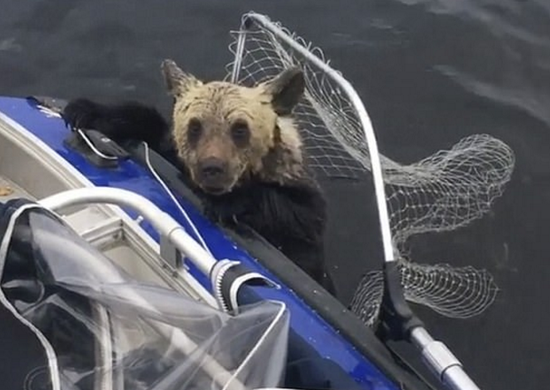俄罗斯渔夫湖中捕鱼 没想到救上来两头熊