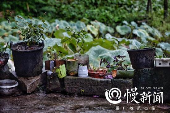 农家院里，废旧的农用桶和半截竹筒种上多肉和玫瑰，经营着生活的气息