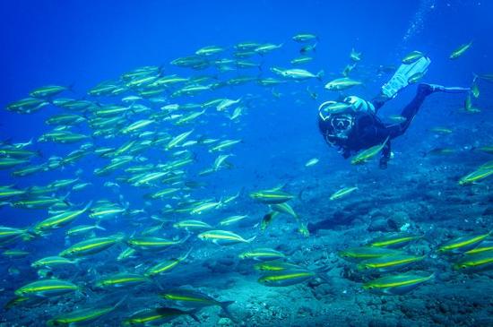 2016年9月11日，一名潜水爱好者在印度尼西亚巴厘岛海域潜水（水下摄影）。 新华社记者杜宇摄