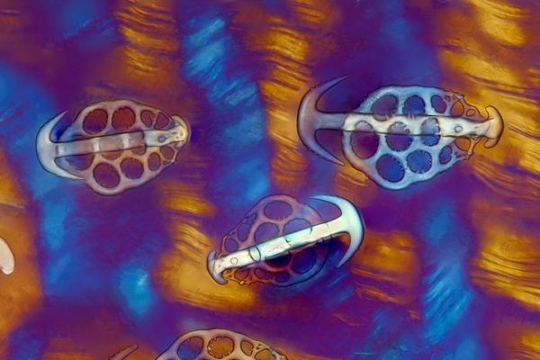 巴西vs意大利-乐鱼app(leyu)官方网站-乐鱼官网