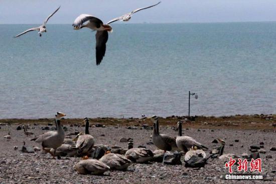 资料图：青海湖鸟岛迎来大量候鸟。 罗云鹏 摄