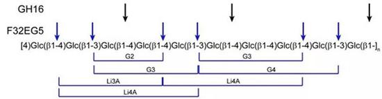　　图1 β-葡聚糖酶切断β-葡聚糖的糖苷键断裂位置（蓝色箭头）。黑色箭头所指是常规的16家族酶断键方式。