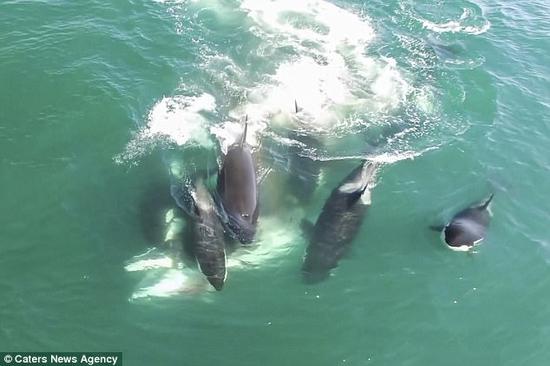 航拍小鲸鱼遭六条虎鲸围捕 被撕成碎片