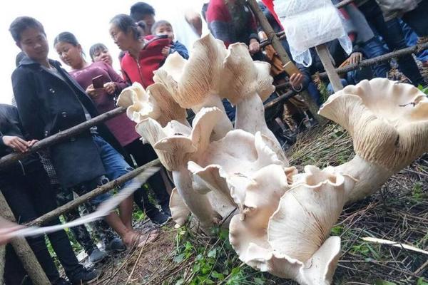 拜仁 阿森纳-乐鱼app(leyu)官方网站-乐鱼官网