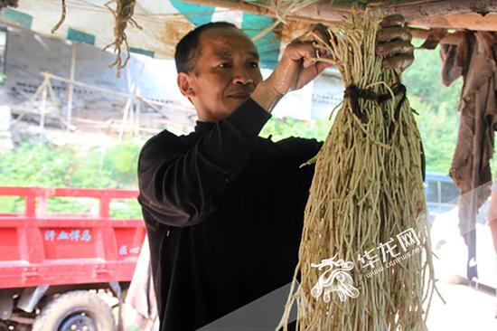 在重庆,很多村民种植鱼腥草。 资料图