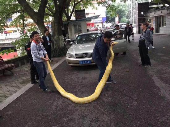 男子送动物园金色蟒蛇：近4米长 重达数十斤(图)