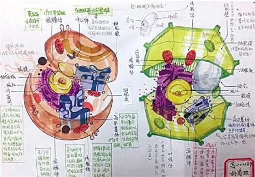 “溶酶体：专门分解各种内外远的大分子物质，1955年发现。”(这位同学的历史成绩想必也不错。)