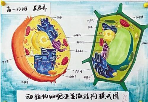 高中生手绘动植物细胞 对比原图简直以假乱真(图)