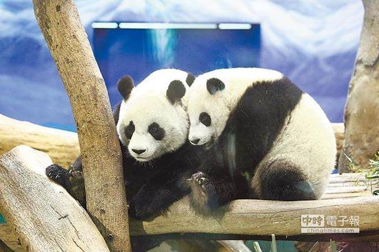 图为圆圆（左）与圆仔母女俩相依相偎。（图片来源：台湾《中时电子报》）