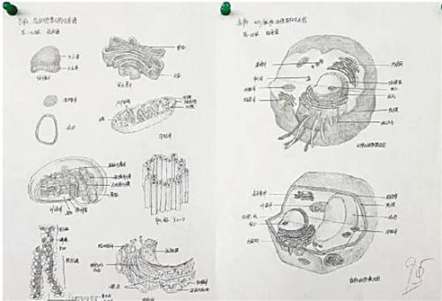 一名同学的参赛作品为“生物各细胞结构示意图”，获得了95分的好成绩