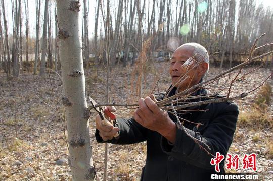 陶应福为白杨树修剪枝条。　谢南南 摄