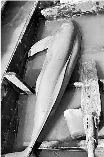 体重80多斤的大江豚在小木船中。