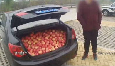 三名男子高速停车 趁大雾半小时偷摘480斤苹果