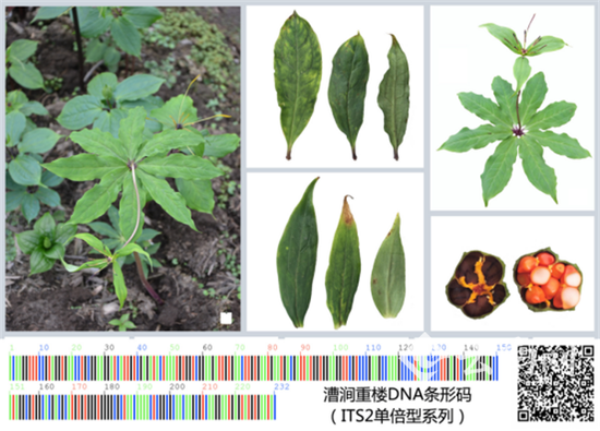 漕涧重楼植物图及DNA条形码