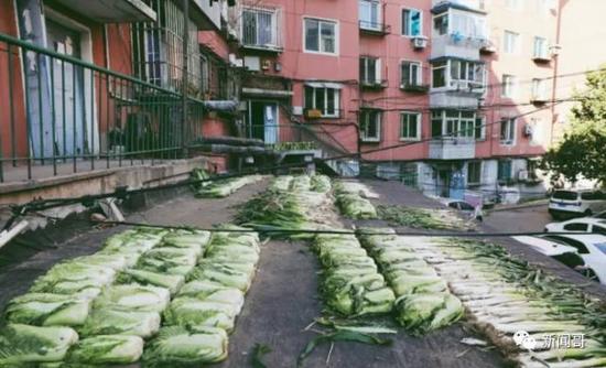 小区变菜地,让不少北方的小伙伴感慨:小时候入冬的象征并不是下雪,而是开始囤白菜。