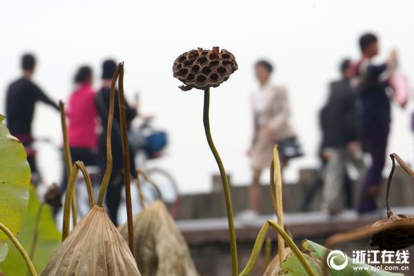 江苏卫视在线直播网-乐鱼app(leyu)官方网站-乐鱼官网