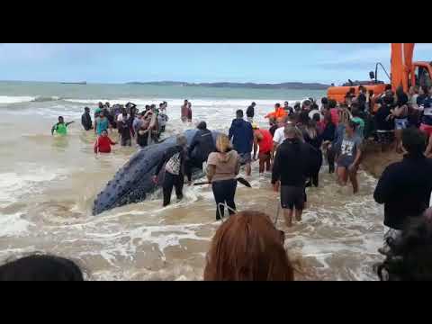 座头鲸海滩不慎搁浅 数百人铲沙帮其“回家”