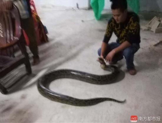 男子凌晨回家路上偶遇大蟒蛇：4米长80斤重(图)