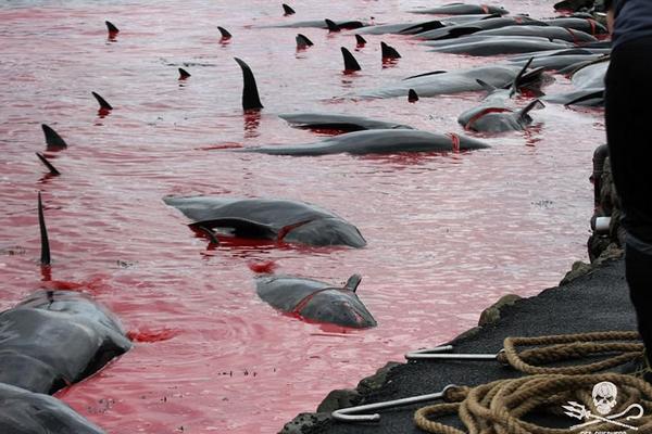 gaolin-乐鱼app(leyu)官方网站-乐鱼官网