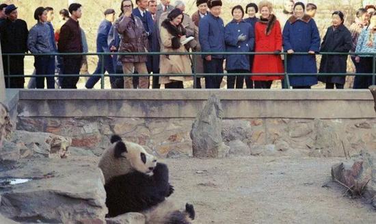 1972年，美国总统尼克松在访华期间携夫人观看熊猫。