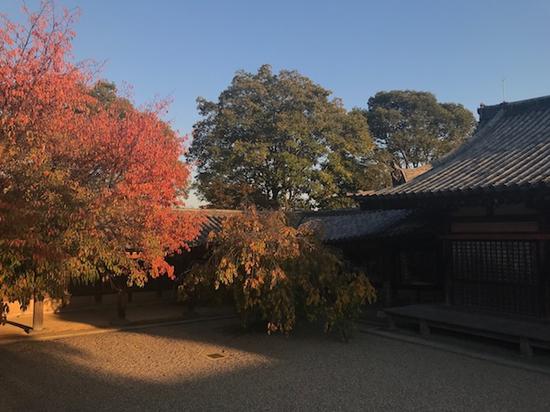 京都寺庙秋景