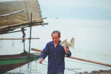 受伤白鹭获救在渔船安家:渔夫曾在长江多次救人
