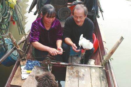 李明友夫妇为白鹭喂食小鱼。