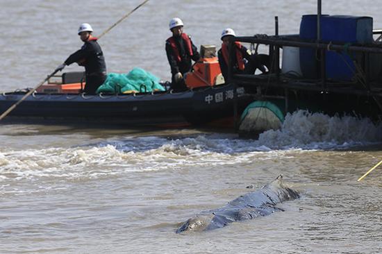 江苏启东座头鲸死亡:两获救援返回大海却三度搁浅